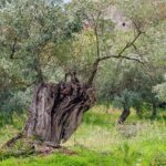 Quando potare l’olivo